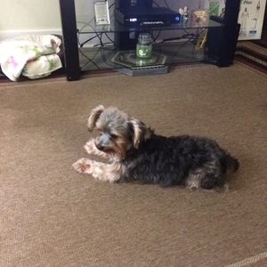 Meet your Posher, Presley